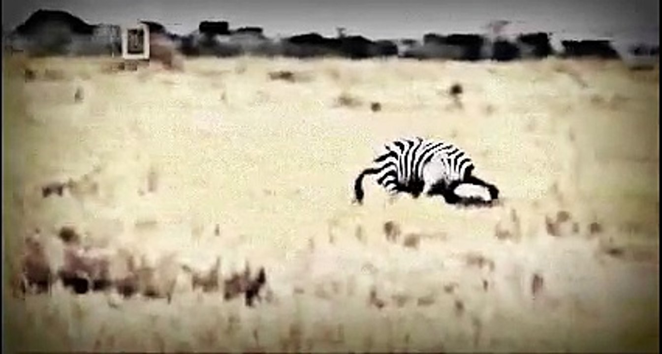 نسخة من The Most Dangerous Animal Attack -最危險的動物攻擊-هجوم اخطر الحيوانات