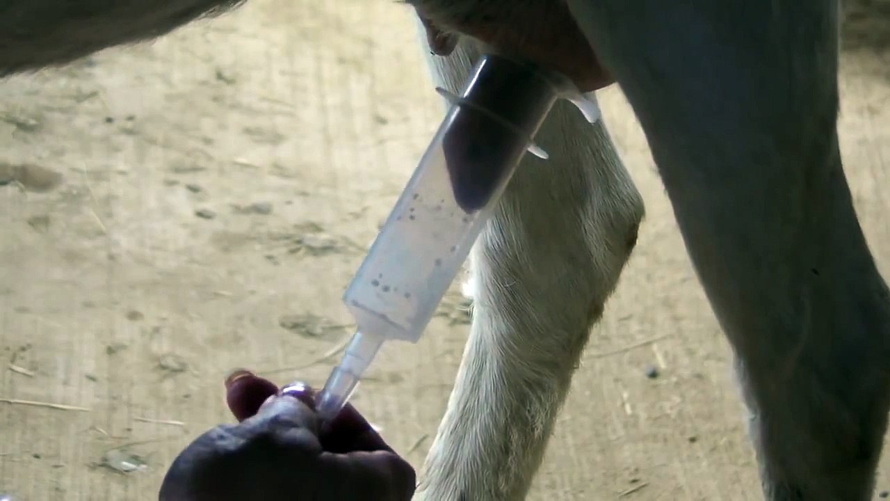 Milking the left side of Frosty