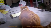 Funny Cats Videos Funny Animals Funny Cat Compilation Cute Pets Try Not To Laugh