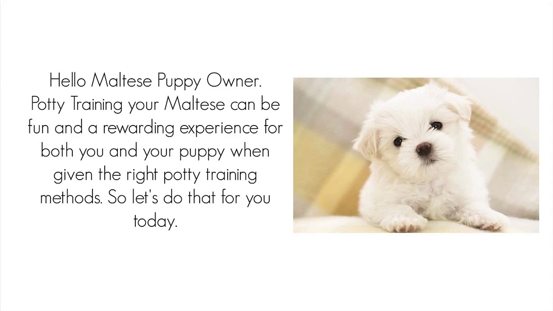 how to potty train a maltese dog