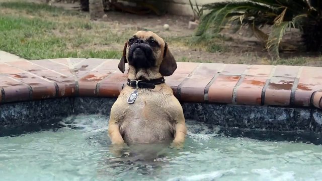 Chien adore le jet d'eau de la piscine