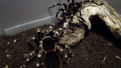 A. geniculata - der zweite Versuch der Verpaarung 04.01.2010