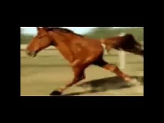 furia cavallo del west