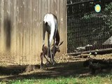 Critically endangered dama gazelle born at Smithsonian's National Zoo takes its first step