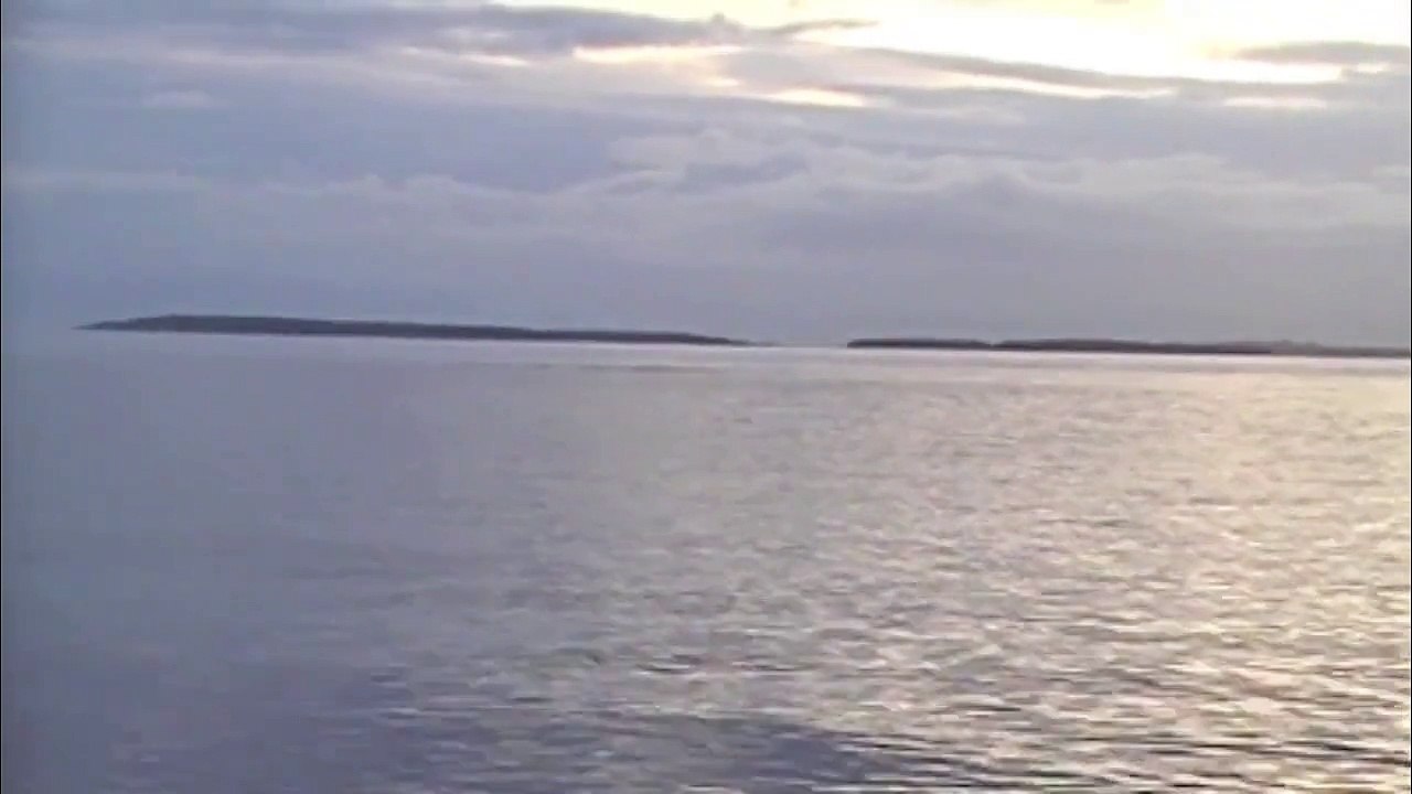 Transient Killer Whales hunting Dall's Porpoise