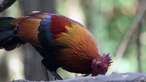 RED JUNGLEFOWL,Gallus gallus,Punaviidakkokana,Thailand