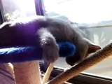 morning sun - Anita, the Russian Blue cat