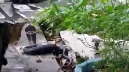 kedi ile kobra yılanı karsılasırsa ne olur izleyin