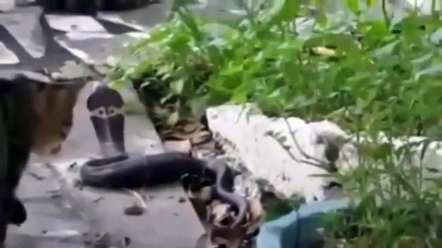 kedi ile kobra yılanı karsılasırsa ne olur izleyin