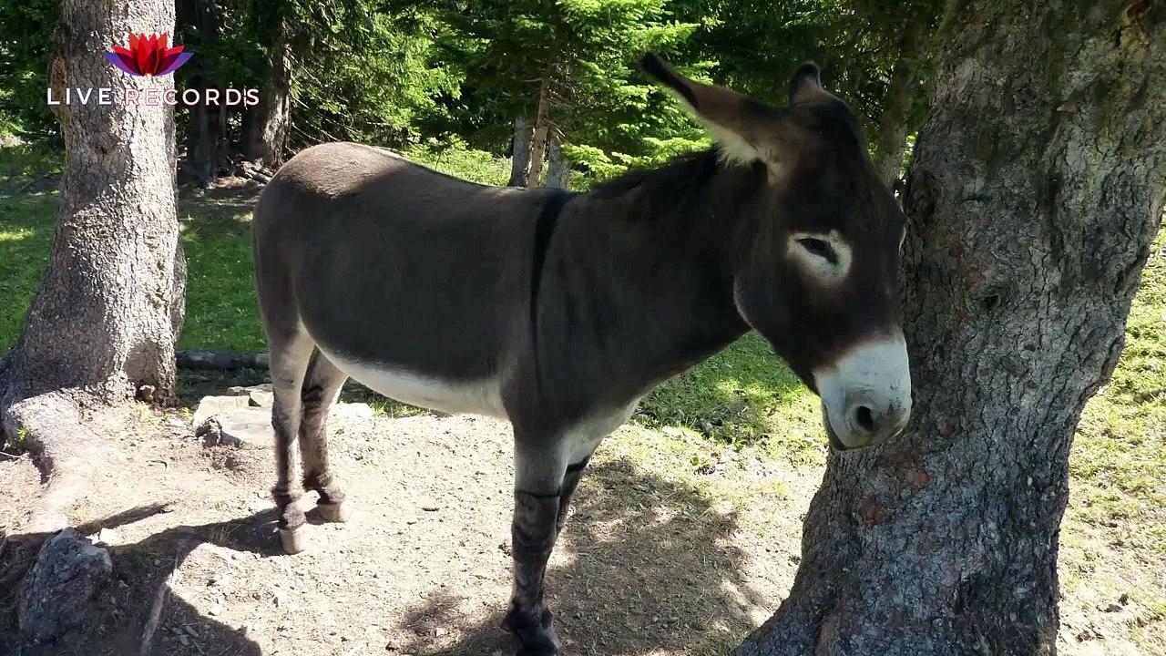 The Sound of the Donkey (Educational Animal Sound Effects)