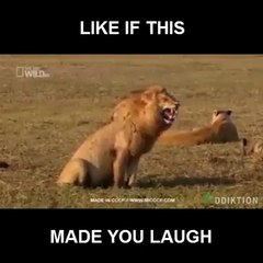 rey leon ríe sin parar