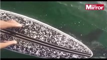 Killer whale swims under surfer's paddle board