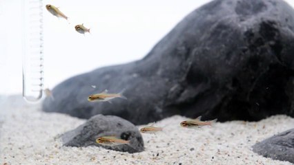 Hardscape Only Aquarium ADA 60P Style