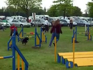 Teagan - Intermediate agility, Tunbridge Wells