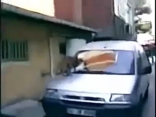 Mart ayı geldi, kediler gün ortasında uygunsuz yakalandı
