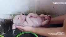 minik köpek yavrularının banyo ile tanışması