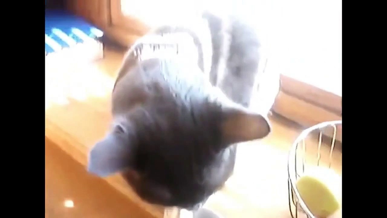 ❤Funny Cats 2015 ❤ Funny Animal ❤ Funny Cat Videos Ever 2015❤