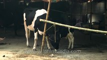 Udders milk-laden and bursting at the seams: fat cow in India!