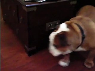 bull dog ball chase