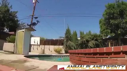 Funny and Stupid Animals 9 @ financial Funny Animal Videos Funny Pet Videos wow