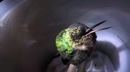 hummingbird snoring