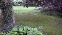 Wild Mama Rabbit with Baby Bunny In My Backyard
