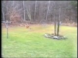 1 chien Vs 5 frisbees