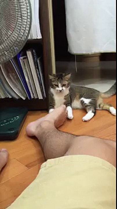 Chat vs Pied qui pue