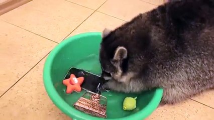 Un raton laveur lave des objets dans une bassine