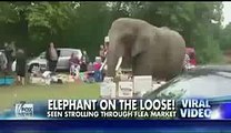 Runaway elephant casually strolls through flea market - FoxTV Business News