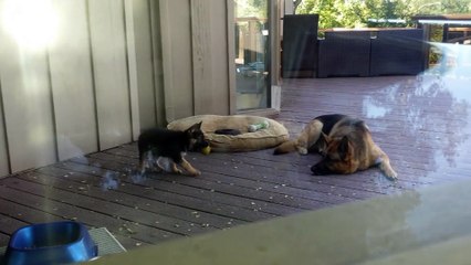 German Shepherd Puppy | Nap Time