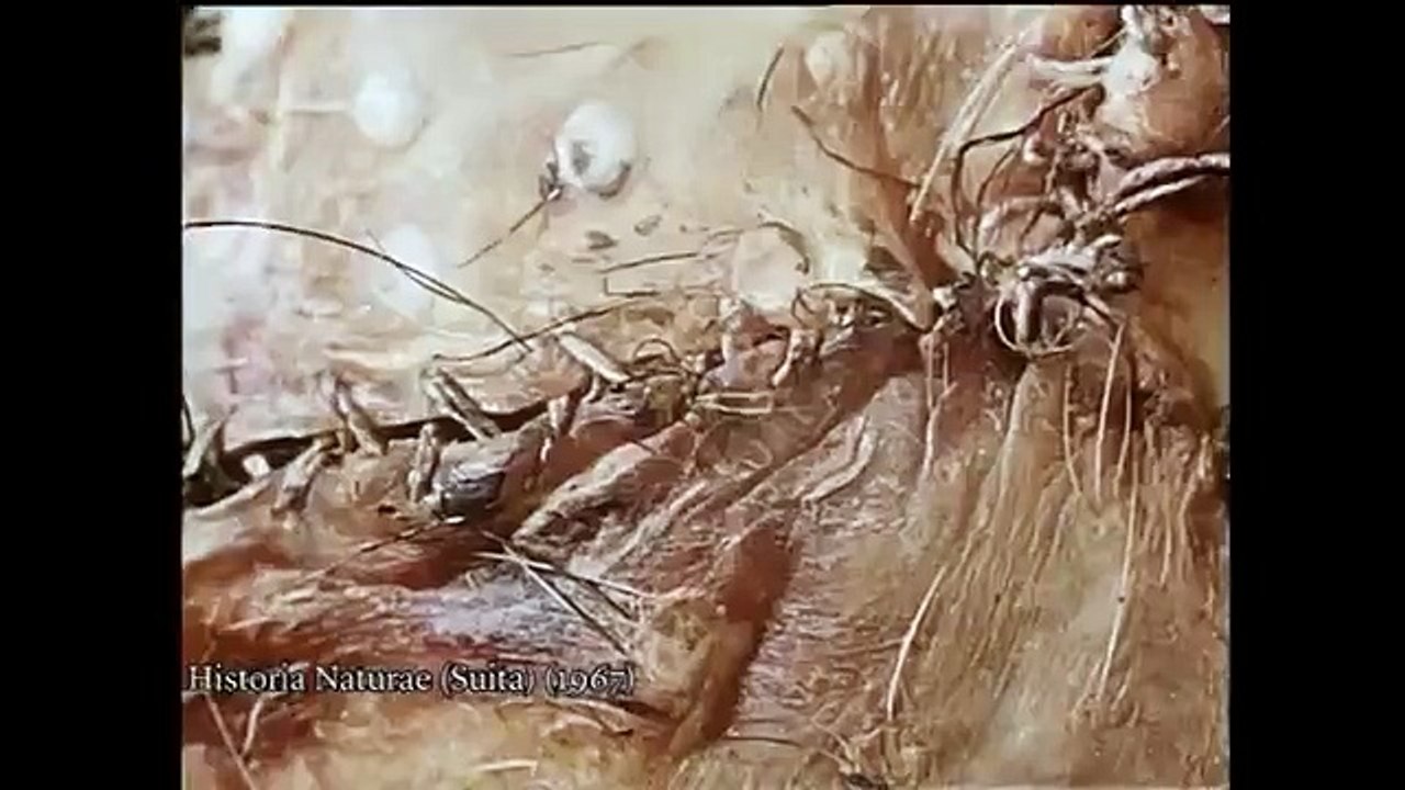 #ExpoMetamorfosis: Historia Naturae. Jan Svankmajer