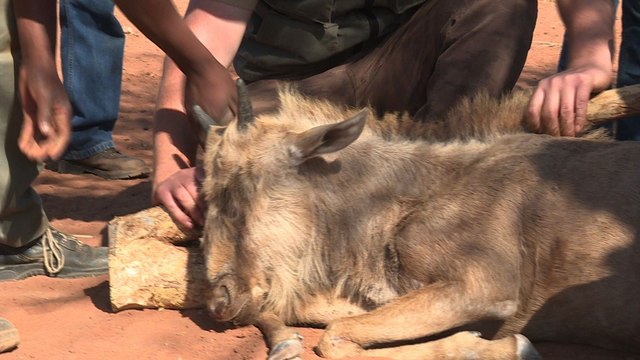 En Afrique du Sud, l'élevage d'animaux sauvages aiguise les appétits