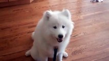 Samoyed Dog Tricks (Sit, Shake, and Lay Down)