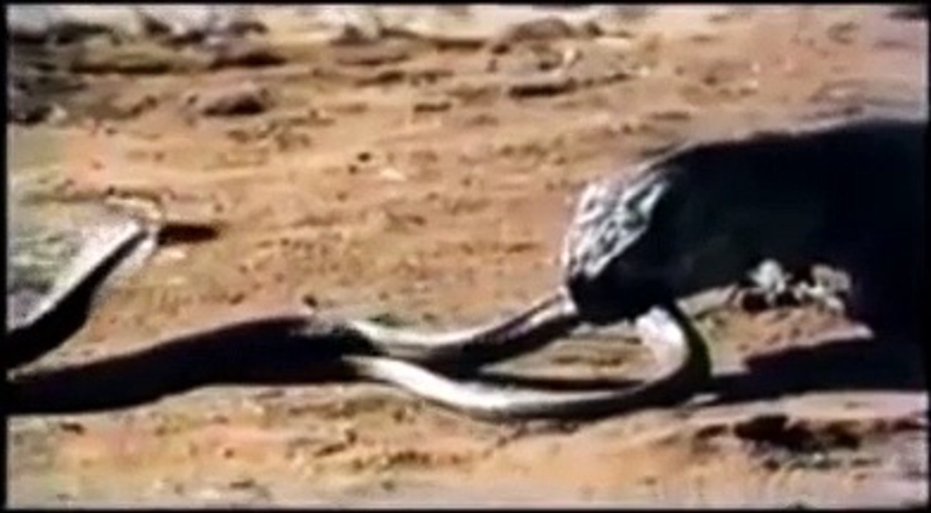 king cobra vs. komodo fight
