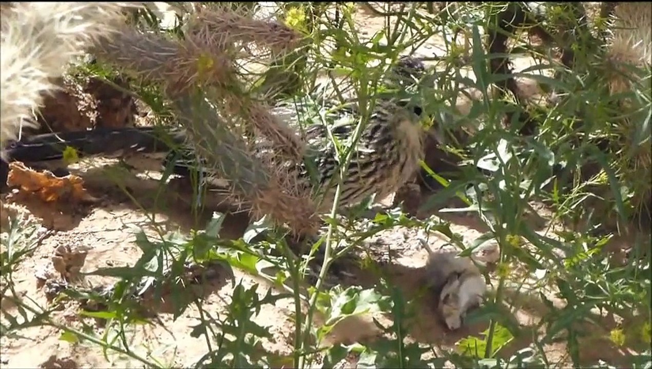 Roadrunner Eating a Kangaroo Rat