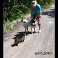 Agressive Cat Attacks Dog - Awesome ! - Злой Кот Напал На Собаку - Жесть !