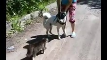 Agressive Cat Attacks Dog - Awesome ! - Злой Кот Напал На Собаку - Жесть !