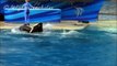 SeaWorld San Diego 2013 ~ Killer whales in Dine with Shamu + UV area
