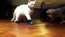 New Animal Funny Videos 2014 Cats With Boots Are Broken Funny Videos