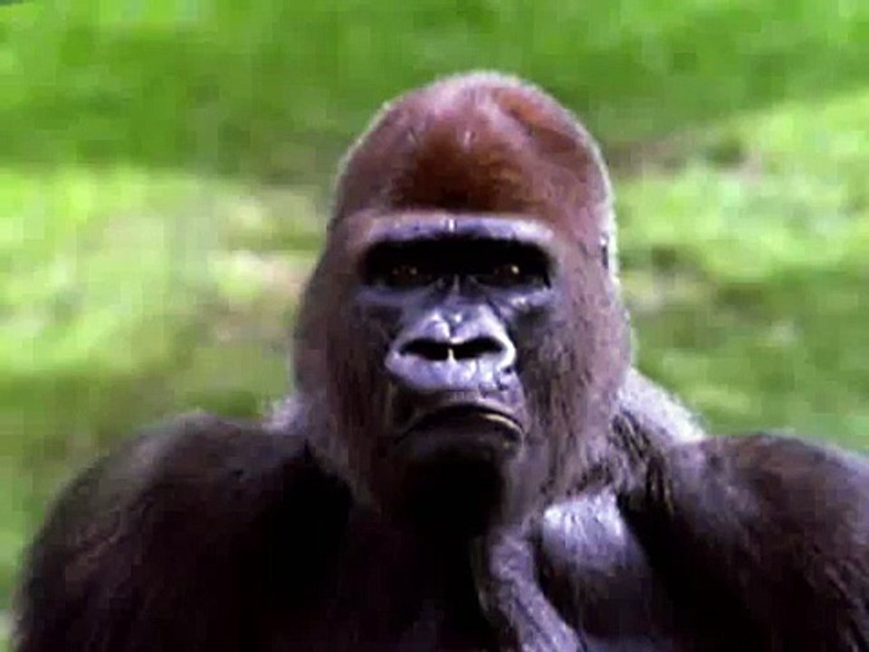 ARAG TV-Spot mit Gorilla