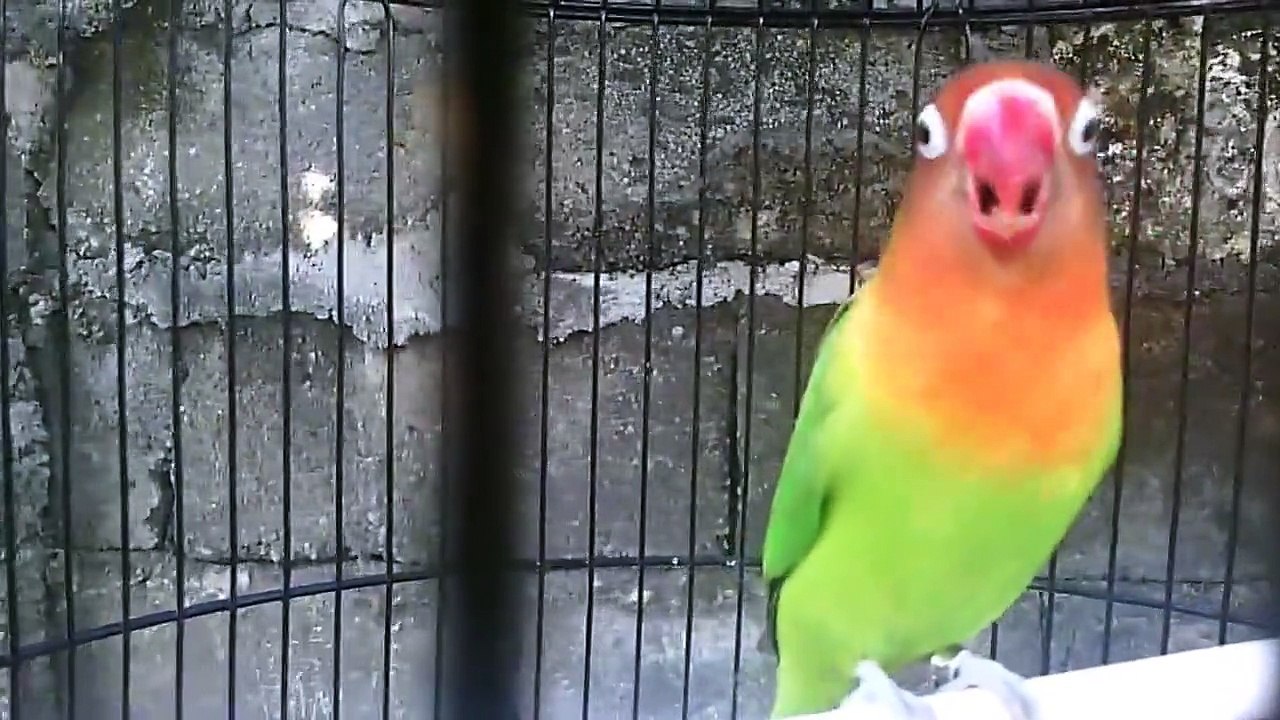 Funny Bird Part 4 | Funny Animal Videos