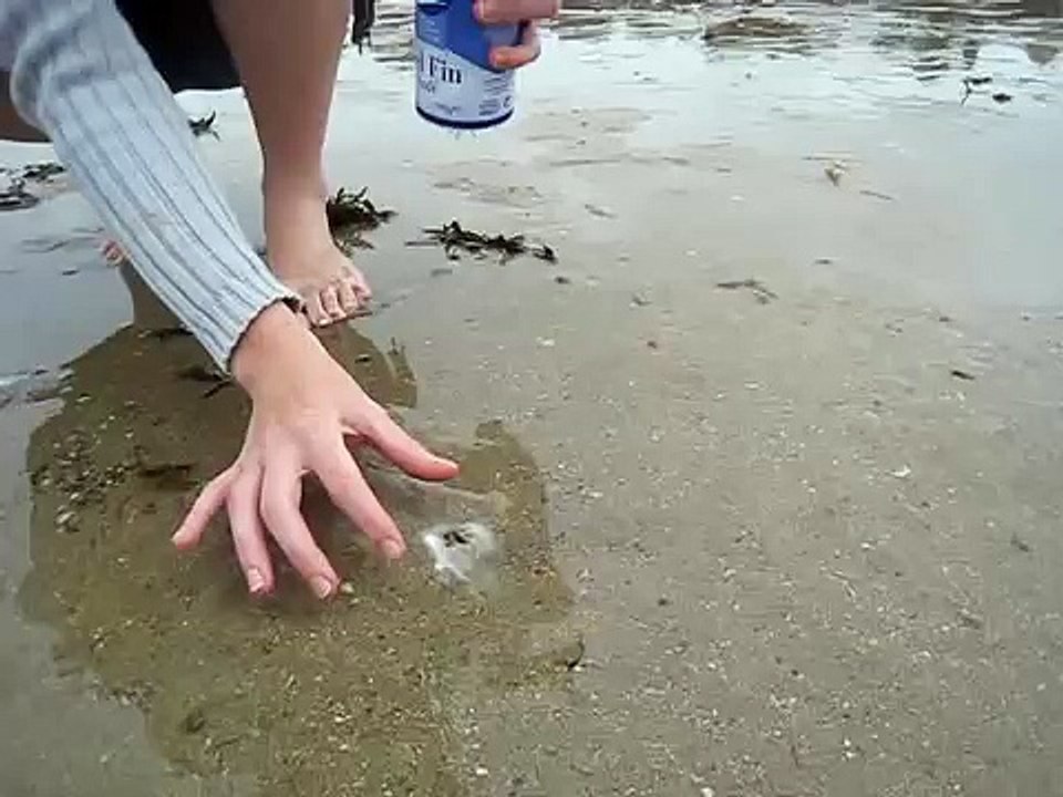 La pêche au couteau (coquillage)