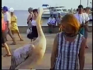 Collection of funny animal videos - Best of - Lustige Tiere - Sammlung witziger Tiervideos