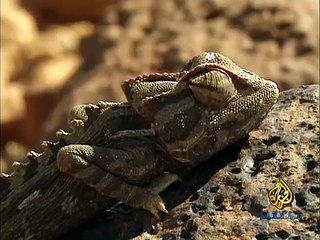 المها ملك الصحراء - الجزيره الوثائقيه