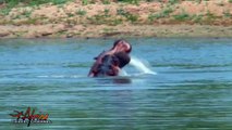 African Wildlife Hippo vs Hippo in Battle at Kruger National Park - Africa Travel Channel