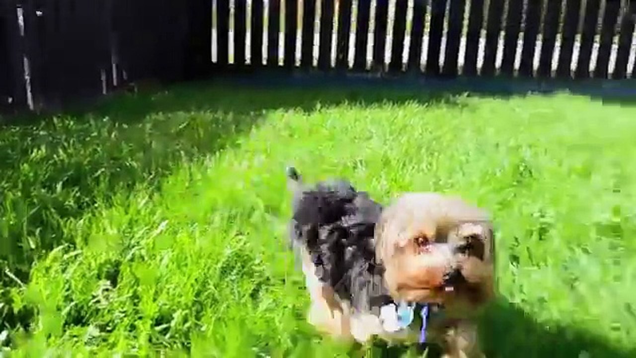 Yorkie vs Shih Tzu