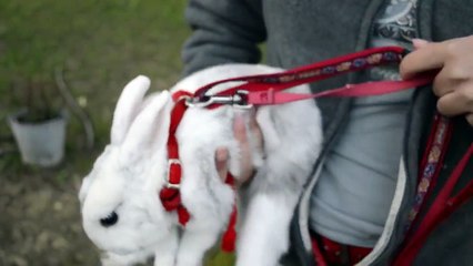 Un jappeloup aux longues oreilles!