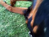 My Rottweiler Puppies Playing :) 11 mos. and nearly a year