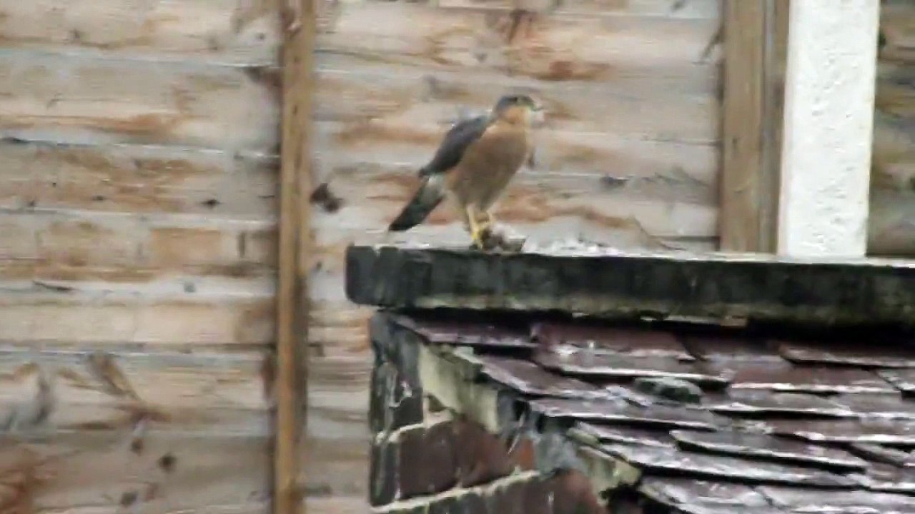Mr Sparrow hawk has a snack